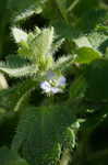 Ivyleaf speedwell